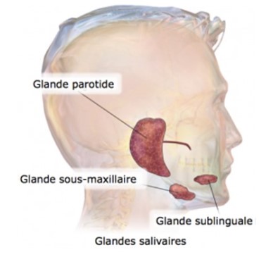 Chirurgie ORL Glandes Salivaires - Docteur Christophe GRIFON